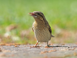 Eurasian Wryneck (Jynx torquilla)