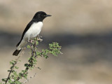 Variable Wheatear (Oenanthe picata) 