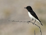 Variable Wheatear (Oenanthe picata)