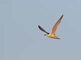 Saunderss tern (Sterna saundersi) 