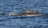 Bottle-nosed Dolphin (Tursiops truncatus)