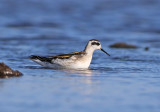 Red-necked Phalarope (Phalaropus lobatus) 