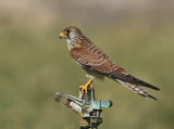 Lesser Kestrel (Falco naumanni)