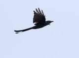 Ashy Drongo (Dicrurus leucophaeus) 