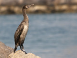 Socotra Cormorant (Phalacrocorax nigrogularis)