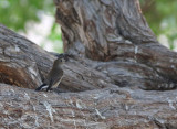 Taiga Flycatcher (Ficedula albicilla) 