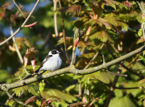 Collared Flycatcher (Ficedula albicollis)