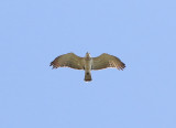 Short-toed Snake-eagle (Circaetus gallicus) 
