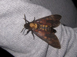 Greater deaths head hawkmoth (Acherontia atropos)