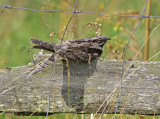 European Nightjar (Caprimulgus europaeus) 