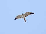 Pallid Harrier (Circus macrourus) 