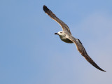 Caspian Gull (Larus cachinnans) 