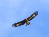 Golden Eagle (Aquila chrysaetos)