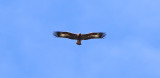 Golden Eagle (Aquila chrysaetos) 