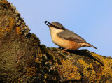 Eurasian Nuthatch (Sitta europaea) 