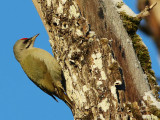 Grey-headed Woodpecker (Picus canus) 