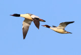 Goosander (Mergus merganser)