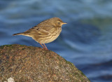 Rock Pipit (Anthus petrosus) 