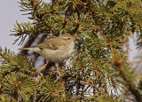 Humes Leaf Warbler (Phylloscopus humei) 