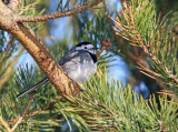 White Wagtail (Motacilla alba) 