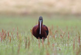 Glossy Ibis (Plegadis falcinellus)