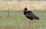 Glossy Ibis (Plegadis falcinellus)