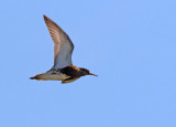 Ruff (Calidris pugnax)