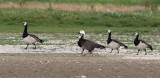 Hybrid goose 