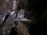 Eurasian Scops-owl (Otus scops)