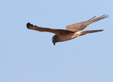 Montagus Harrier (Circus pygargus) 