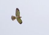 Levant Sparrowhawk (Accipiter brevipes) 