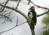 Syrian Woodpecker (Dendrocopos syriacus) 