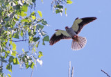 Amur Falcon (Falco amurensis)