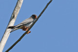 Amur Falcon (Falco amurensis) 