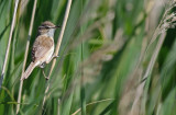 Paddyfield Warbler (Acrocephalus agricola)