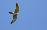 Red-footed Falcon (Falco vespertinus)