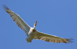 Dalmatian Pelican (Pelecanus crispus) 