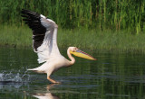 Great White Pelican (Pelecanus onocrotalus) 