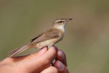 Paddyfield Warbler (Acrocephalus agricola) 