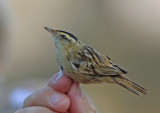 Aquatic Warbler (Acrocephalus paludicola)