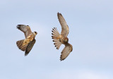 Red-footed Falcon (Falco vespertinus)