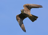 Eurasian Hobby (Falco subbuteo)