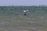 Pomarine Skua (Stercorarius pomarinus) 