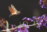 Humming-bird Hawk-moth - Macroglossum stellatarum