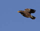 Common Myna (Acridotheres tristis)