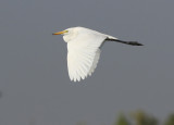 Intermediate Egret (Ardea intermedia)