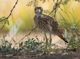 Spotted Thick-knee (Burhinus capensis)