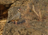Arabian Partridge (Alectoris melanocephala) 