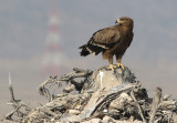 Steppe Eagle (Aquila nipalensis)