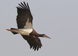 Abdims Stork (Ciconia abdimii) 